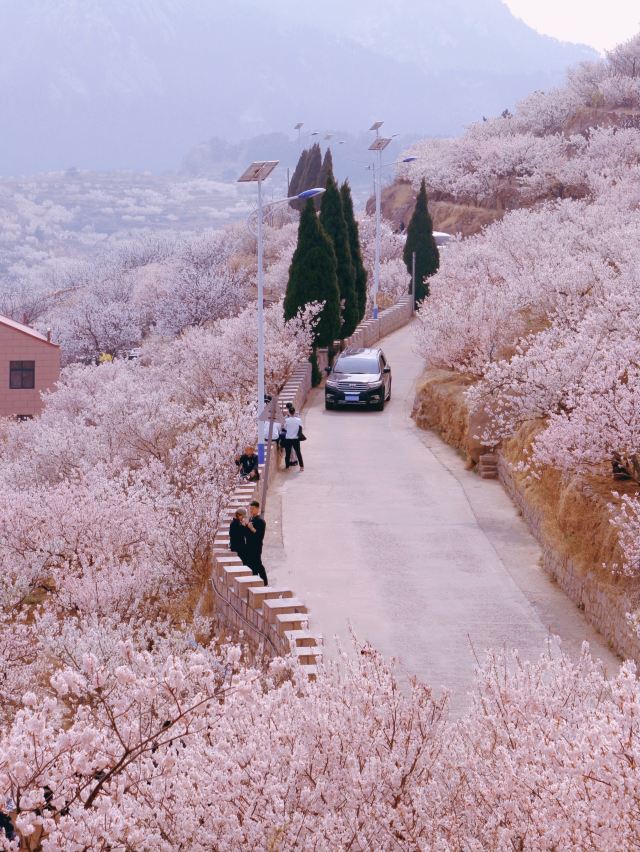 崂山大崂樱桃谷旅行图片 7