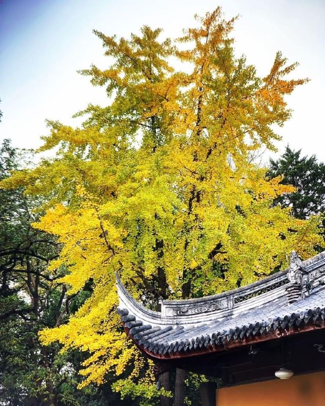 龙华塔旅行图片 5