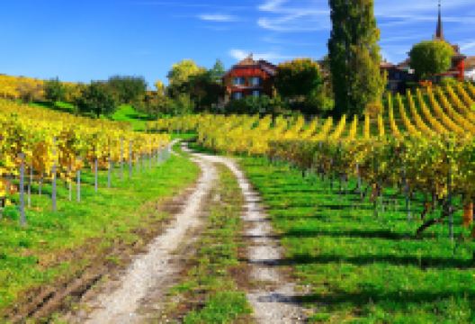 Parfum de Vigne景点图片