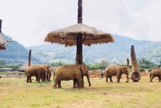 泰国大象自然保护公园-Kuet Chang-hiluoling