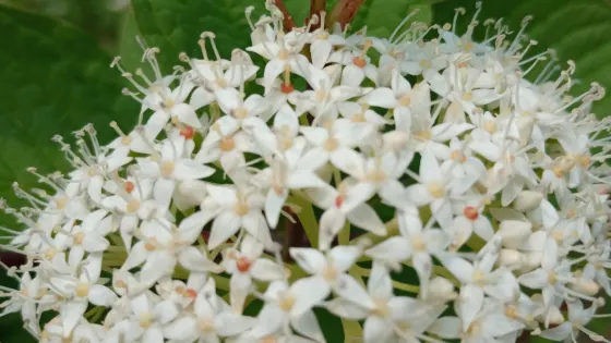 燕郊植物園