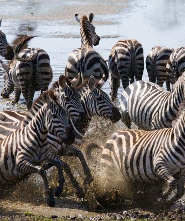 4D3N • Private Kenya Safari: Masai Mara and Lake Nakuru From Nairobi