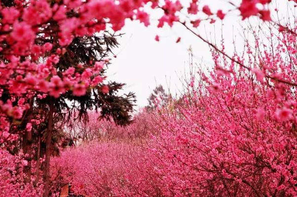 走!穿过万亩花海,打卡“神仙”住的百花园