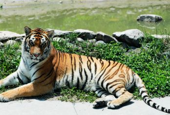 秦岭野生动物园一日游【多套餐任选+亲子度假+与小动物互动】【返程可送回三环内 或者 送至大唐不夜城继续游览 2选1】