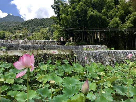 道元古村景区