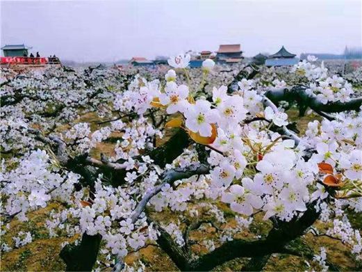 中华第一梨园