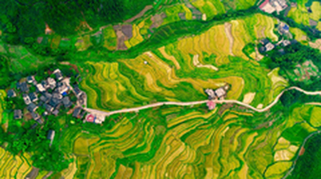 绥宁游记图片] 绥宁游记|坠入春色 ，邂逅黄桑山水