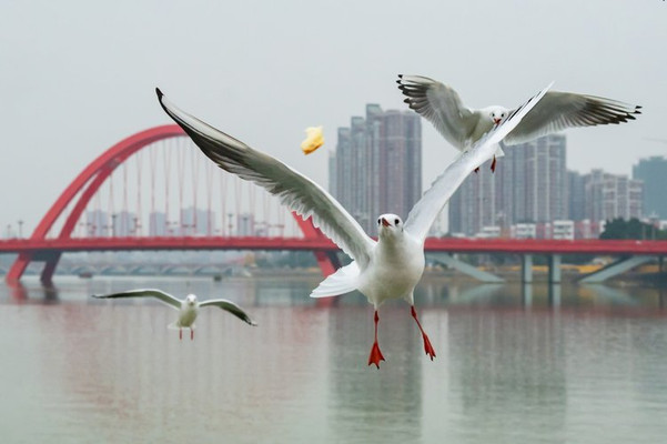 冬天来德阳旅行,市区推荐三处必打卡!