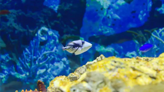 三鯊海洋世界