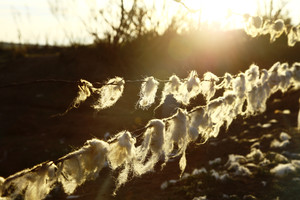 太仆寺旗游记图文-太仆寺旗（下）：包恩本的羊群，敖包下的人家，天边的马，雨后的花儿和嘴边的美食！