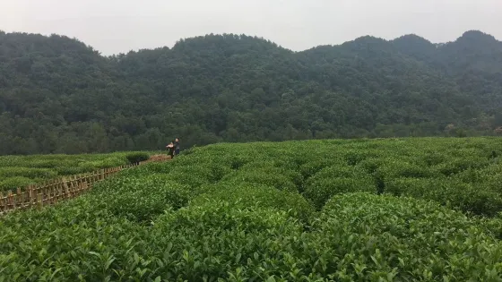 天佛指山保護區