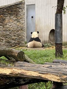 卧龙中华大熊猫苑神树坪基地-汶川-旅行的饕客