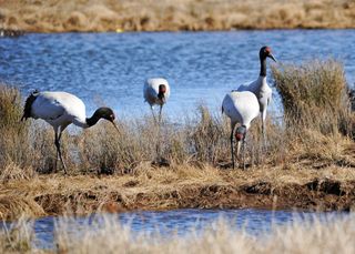 黑颈鹤的冬日伊甸园——昭通大山包