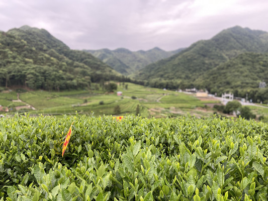 一入茶园,就不想再练瑜伽了!