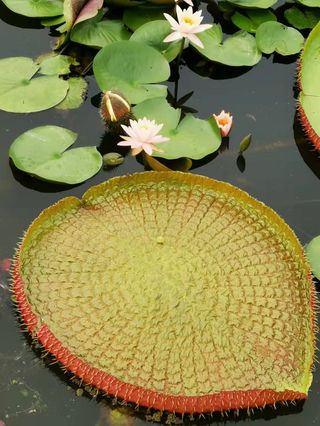 意外收获看王莲