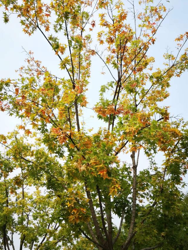 北京国际雕塑公园旅行图片 5