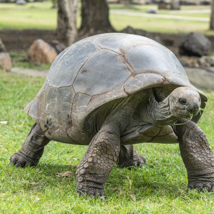 毛里求斯9日8晚拼小团