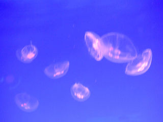 那时的港澳，心中的向往