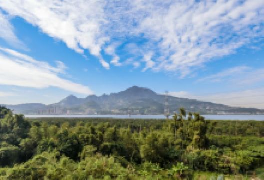 红树林自然保留区景点图片