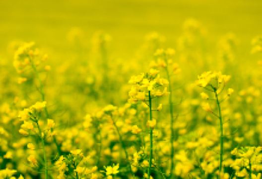 焦作市生态植物园景点图片