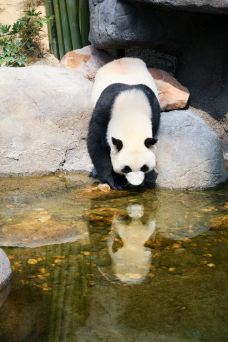 休宁大熊猫生态乐园-休宁