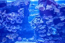 迪拜水族馆和水下动物园-迪拜