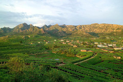 秦皇岛游记图片] 秦皇岛昌黎葡萄沟采摘--昌黎葡萄沟小胖庄园