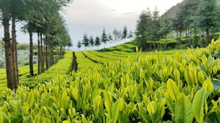 神奇的安化云台山大叶茶