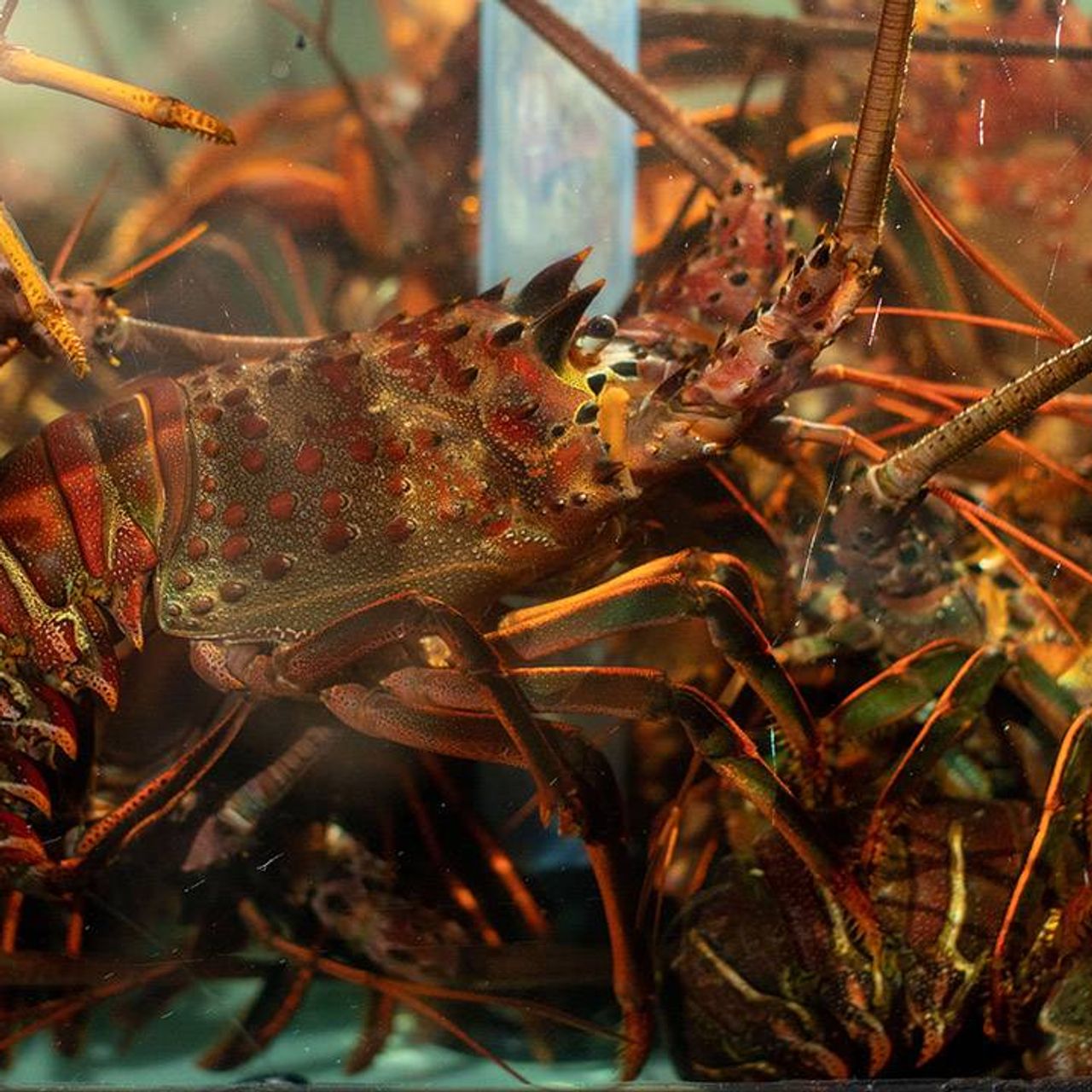 Water Grill - Bellevue