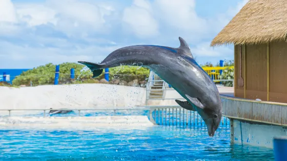 夏威夷海洋生物公園