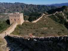 乌龙沟长城-涞源-大松树叶子