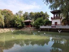 庄子祠-蒙城-大松树叶子