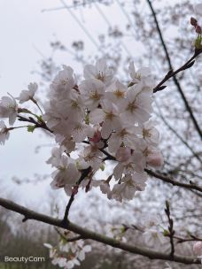 贵安樱花园-安顺-一世倾城1113