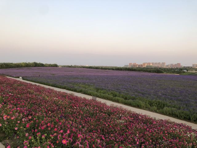 通辽薰衣草庄园旅行图片 2