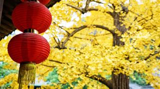 临海最诗意的银杏黄叶,就藏在这座千年古寺里