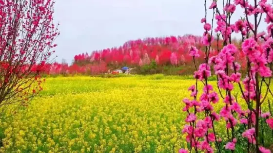 板橋·桃花源