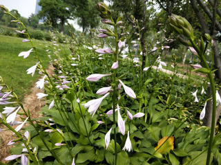 紫玉簪,美丽的名字美丽的传说