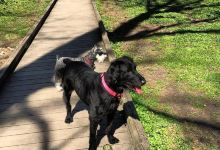 Deptford Doggie Park景点图片