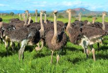 鸵鸟农场景点图片