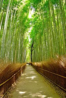 岚山-京都-Iceman626