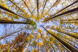 嵩县游记图文-人间仙境白云山，洗肺之旅好去处，负氧离子含量超城市3000倍
