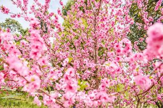 亲测神仙打卡地！超火赏花山谷，距离三星堆不到8公里