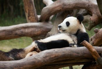 成都出发：都江堰景区+熊猫谷一日游【私家团】【私家小团丨小众玩法丨纯玩无购丨独立包车丨行程可调丨随停随走丨时间自由丨上门接送】