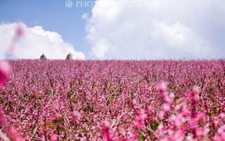 赏桃花何必远去林芝,云南建水这片桃园已成粉色海洋,美出天际