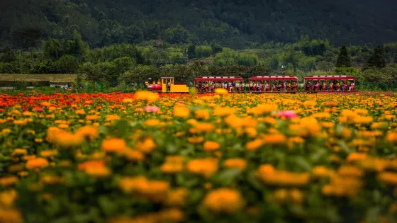 縉雲縣筧川花海