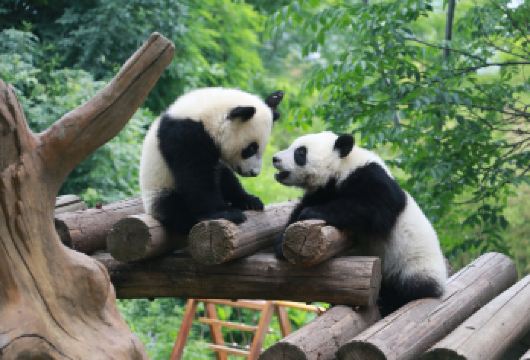 秦岭四宝科学公园+赵公明文化景区+财神祖庙+大唐不夜城一日游【迎新春，过快乐中国年，宠网红”七仔“，祈福公明祖庙】