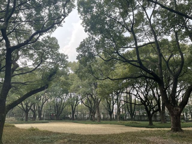 复兴岛公园旅行图片 3