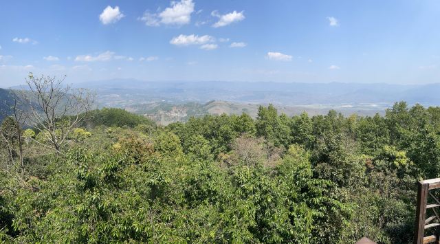 景迈千年万亩古茶园旅行图片 1