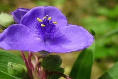中国科学院桂林植物园