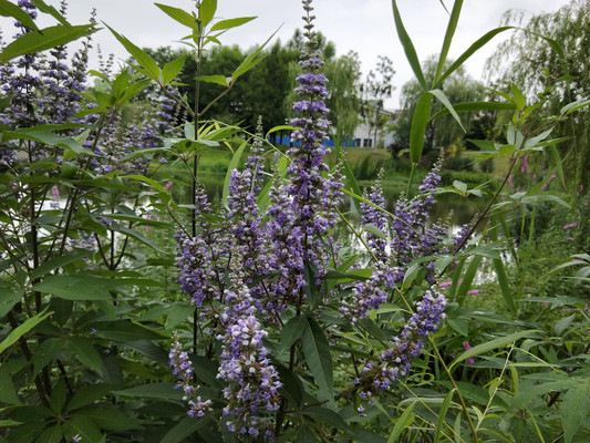 穗花牡荆，树状“薰衣草”